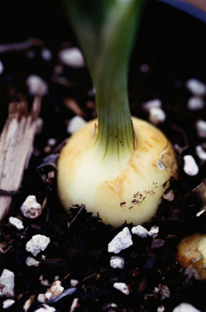 たまねぎ 玉葱 産地 野菜 栄養 機能性 調理