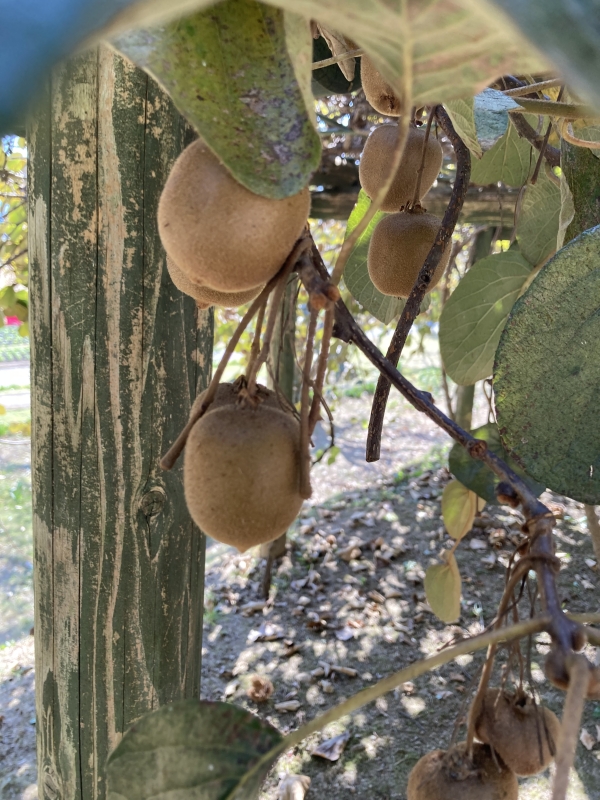 12か月栽培ナビ『キウイフルーツ』～地植えでも鉢でもおいしい果実を収穫！-みんなの趣味の園芸