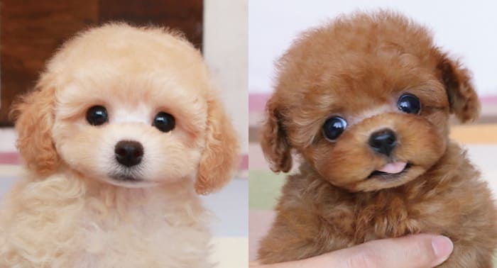 レッドだと思います！！ゼロ歳の時黒に近いレッドでした😂今じゃアプリコットよりのレッドですね😌これはこれで可愛いです💕