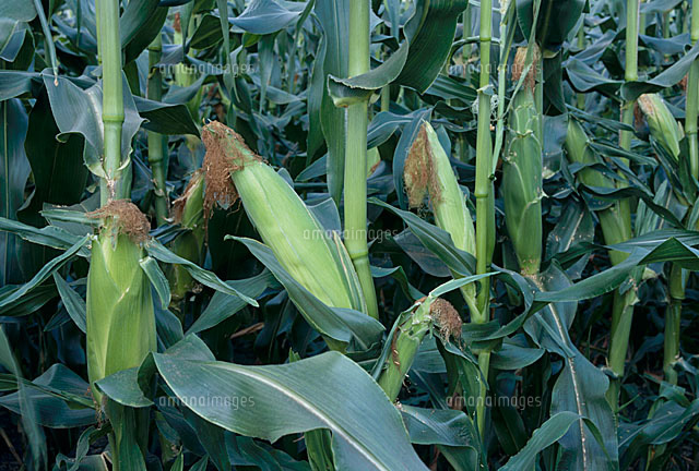 期間限定 夏が旬の「とうもろこし」10本セット田毎屋 たごとや