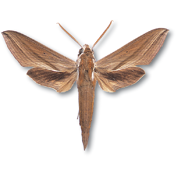 コスズメ５萌萌虫雑記帳