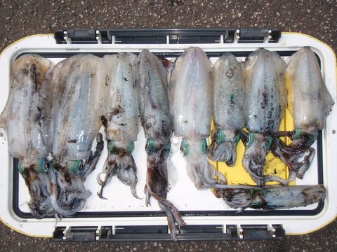 アオリイカの簡単なさばき方＝ハサミを使う！？釣り人歓喜の便利グッズもチェック！TSURI HACK 釣りハック