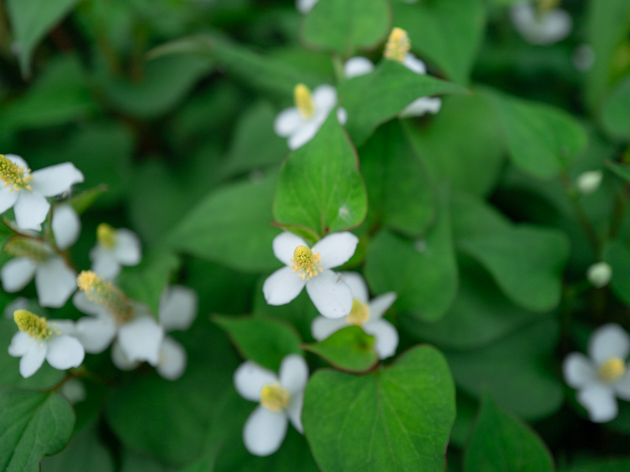 農家.com - ドクダミ酒をペットボトルに移しました