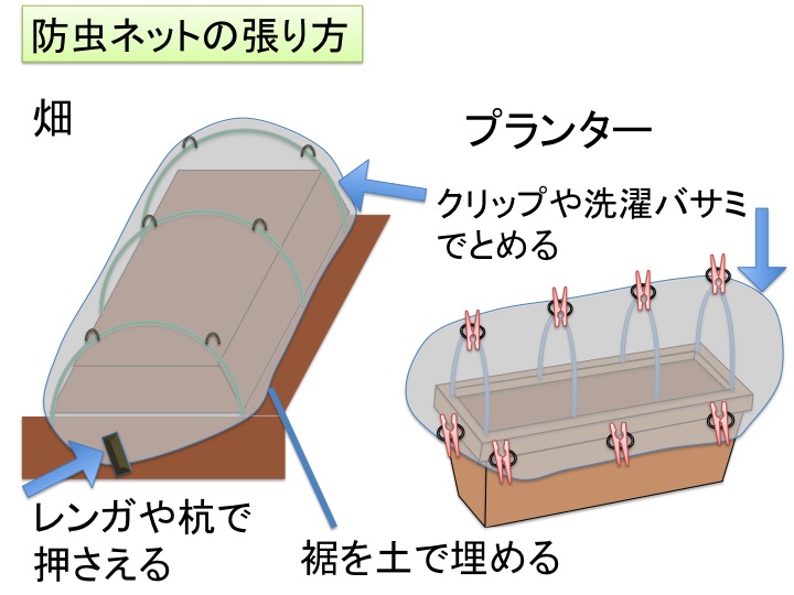 ルッコラの育て方 種まきから収穫方法、間引きのコツ徹底解説
