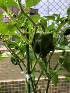 プロが教える“プランター菜園のトリセツ”～ピーマン編～インフォメーション