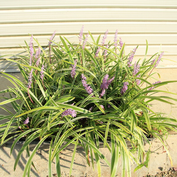 楽天市場 ロシアンオリーブ ヤナギバグミ グミの通販