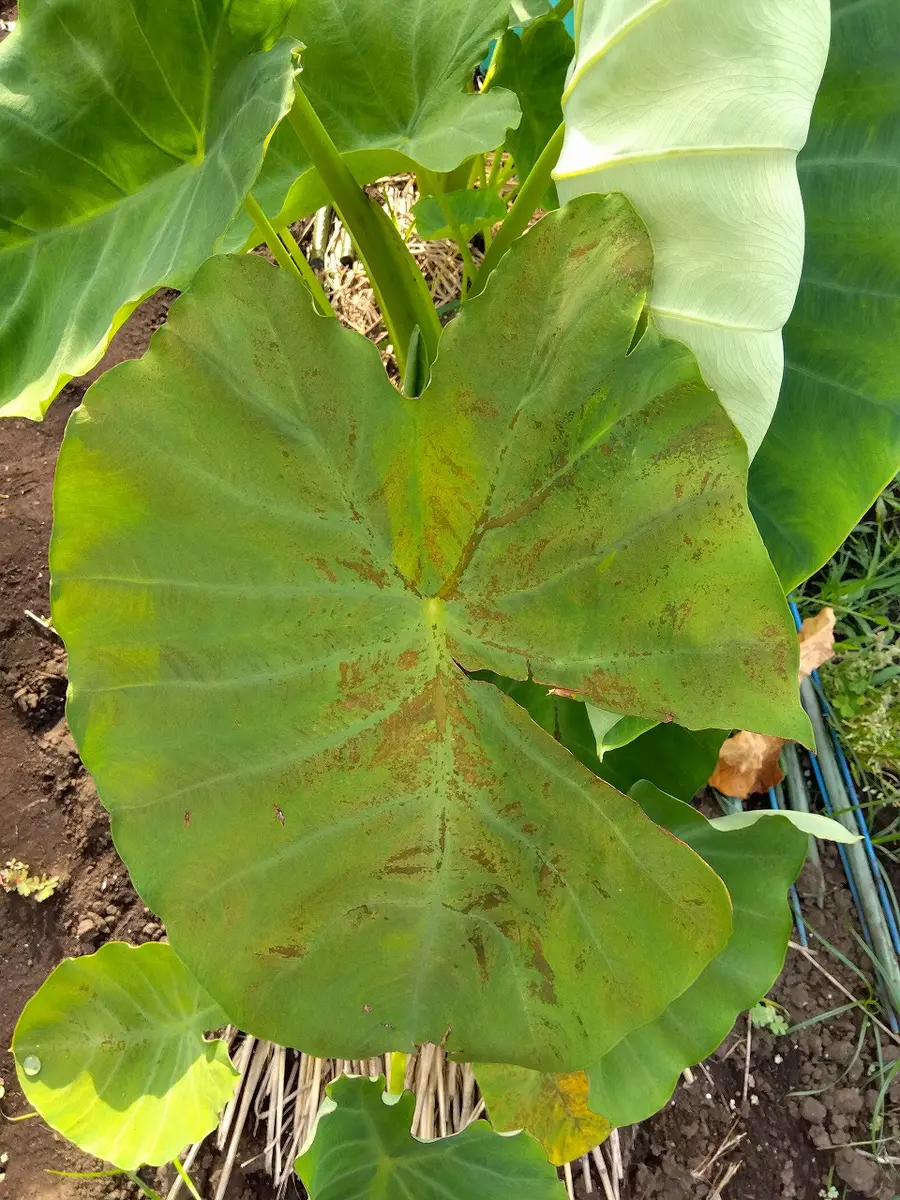 里芋の葉っぱ – バランスハーブクラブ 公式サイト