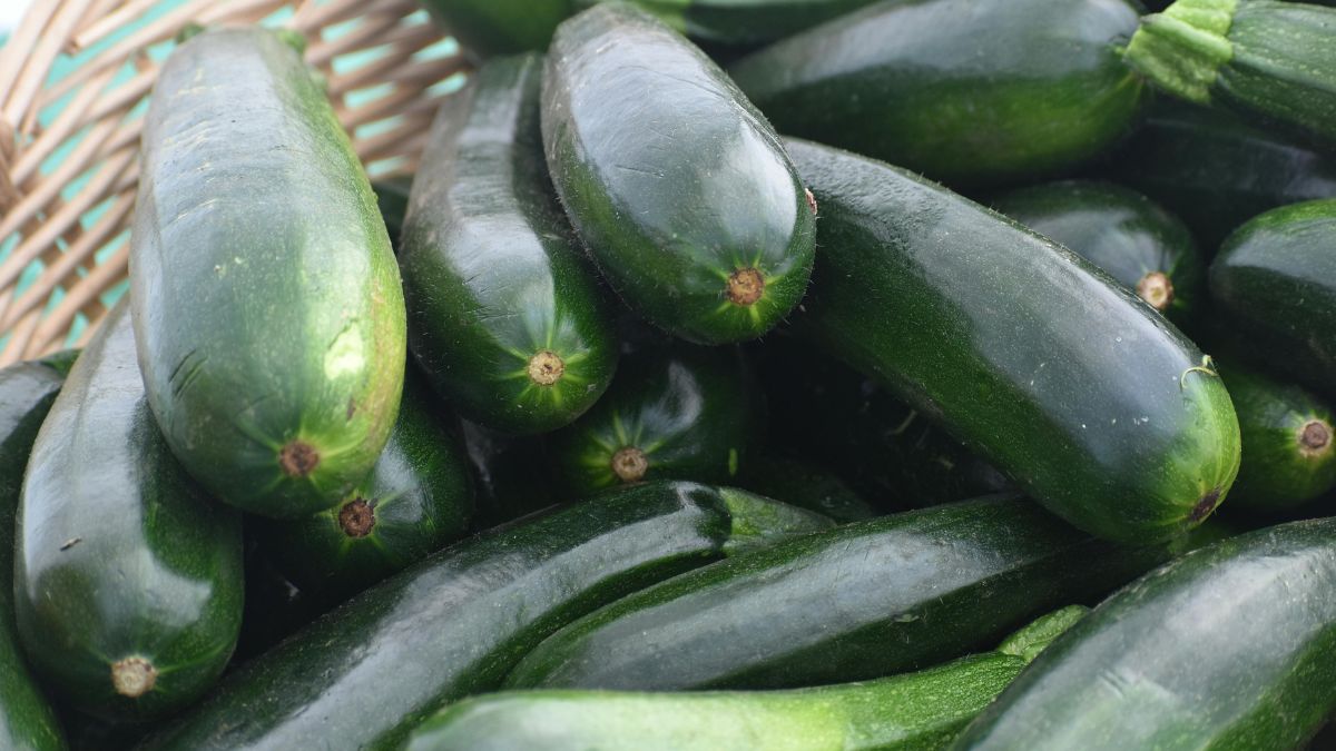 ズッキーニがウイルス病に負けました。 │ 相模原のりんご園