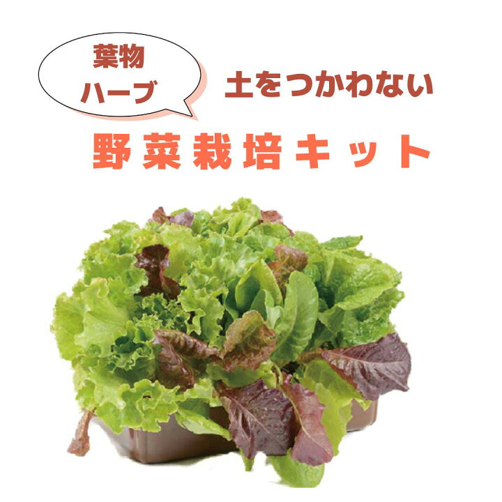 ベランダでの家庭菜園はハーブや香味野菜が中心! - たにまのひめゆり