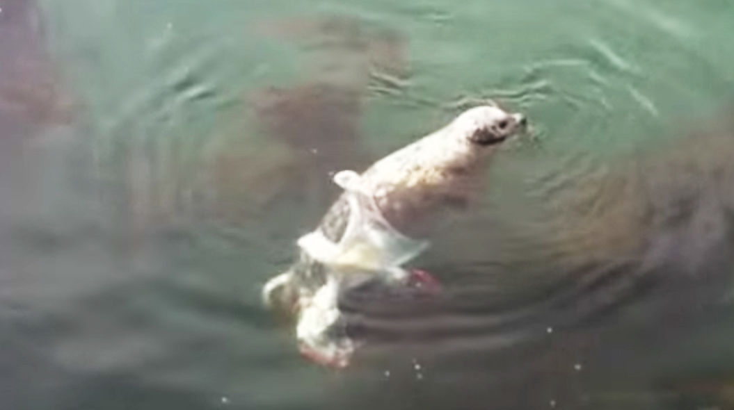 アザラシの腹の中に海鳥をたっぷり詰めて熟成発酵。イヌイットの貴重な保存食「キビヤック」ニコニコニュース