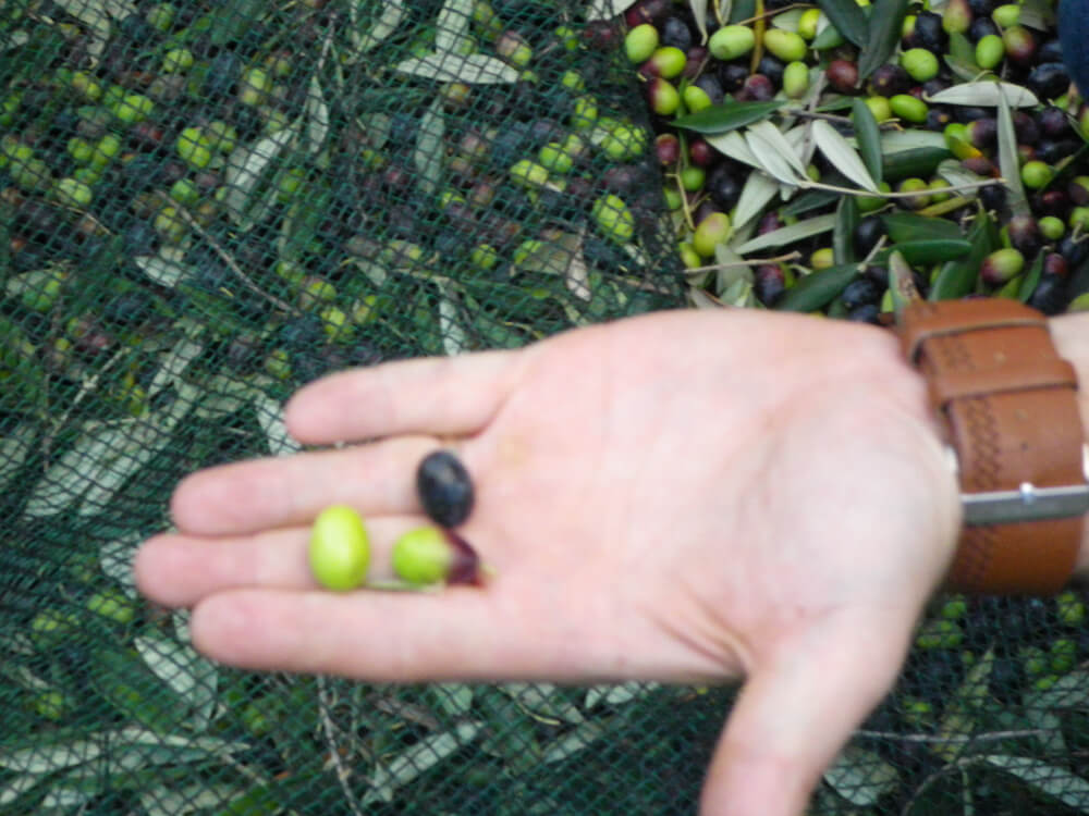 オリーブを育ててオリーブの実を収穫しようガーデニング趣味時間