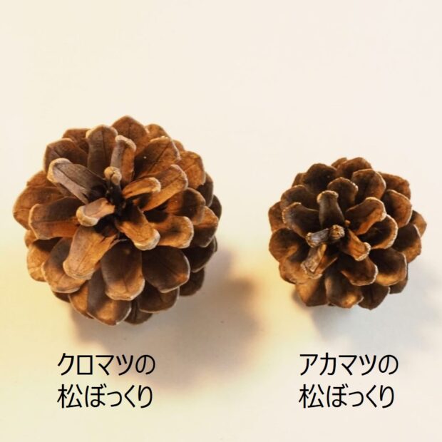 松ぼっくりの実を食べるイスカ - ダイビングと生き物の写真ブログⅡ～魚・鳥・花・蝶・トンボなどなど