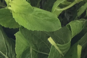 ホーリーバジル ホーラパー タイバジル 大 抜き苗3本の通販 by DEC's shopラクマ