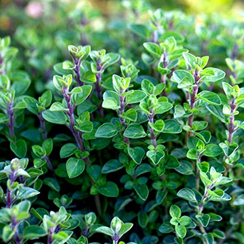 オレガノ マジョラム Origanum シソ科