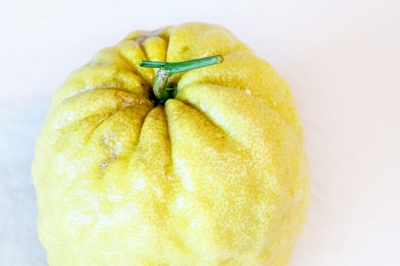 ゆず素掘り苗大ユズ 接ぎ木 1年生苗モンベルジェ 果樹苗木・生果・農業資材の通信販売 就農支援事業