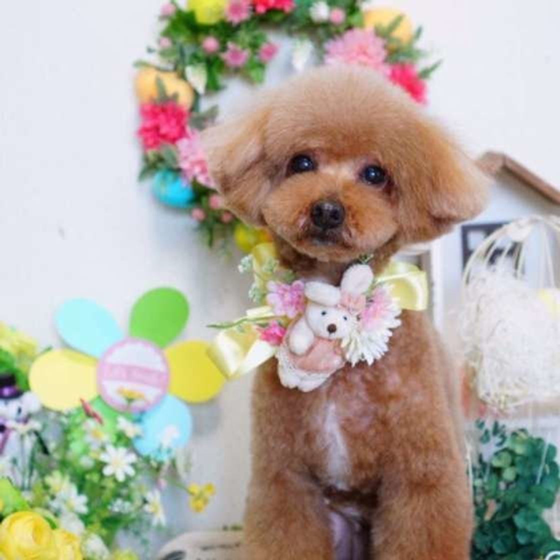 アプリコットApricot- あの色図鑑