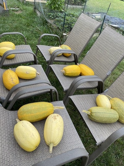 金糸瓜 そうめん南瓜カボチャ品種カタログタキイの野菜 タキイ種苗