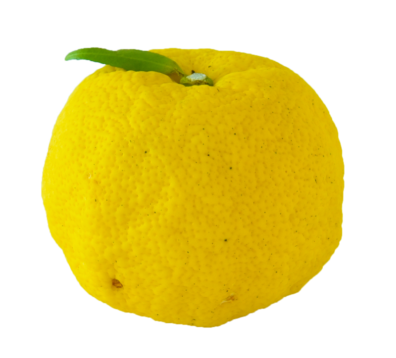 クレメンス クレモンティーヌ? 1.8kg果物 オレンジ・その他みかん 産直アウル 農家から直接野菜などの食材を購入できる産地直送の宅配通販サイト