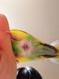 インコ（メス/３歳/一羽飼い）のお尻がはげてきました。卵を産むつ - Yahoo!知恵袋