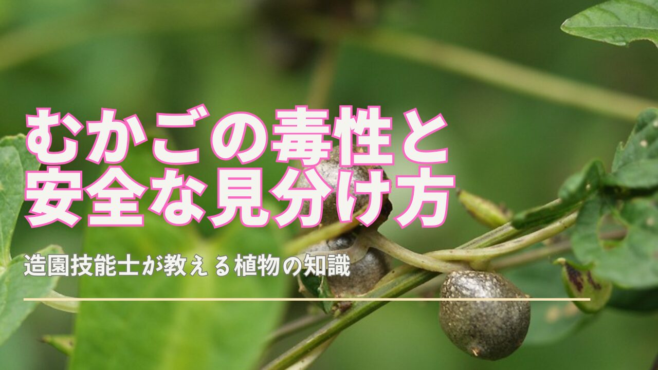 炊飯器で簡単 むかごごはん 栄養や下処理などを解説〜小さなスーパーフードをおいしく味わおう - E・レシピ 1 1ページ