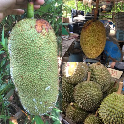 ドリアンとザボンわたしのこだわりブログ 仮- 楽天ブログ