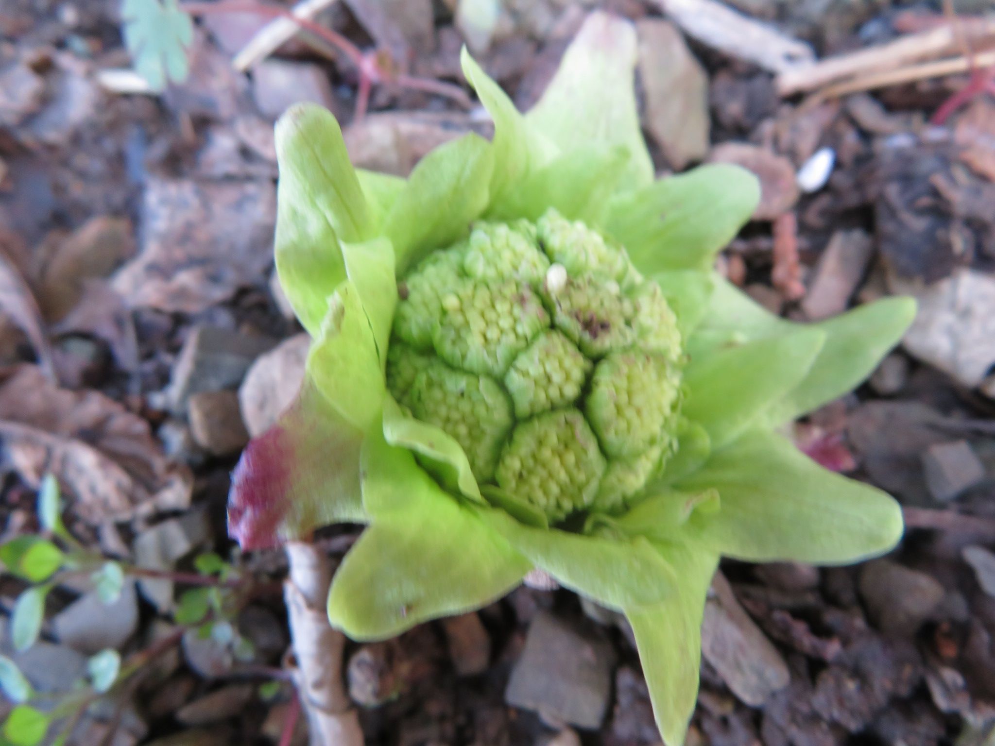 都会でふきのとう摘み。見つけ方のコツ。東京でも見つけた
