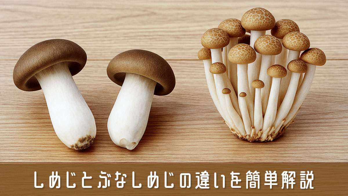 ブナピー 商品紹介・レシピホクト株式会社