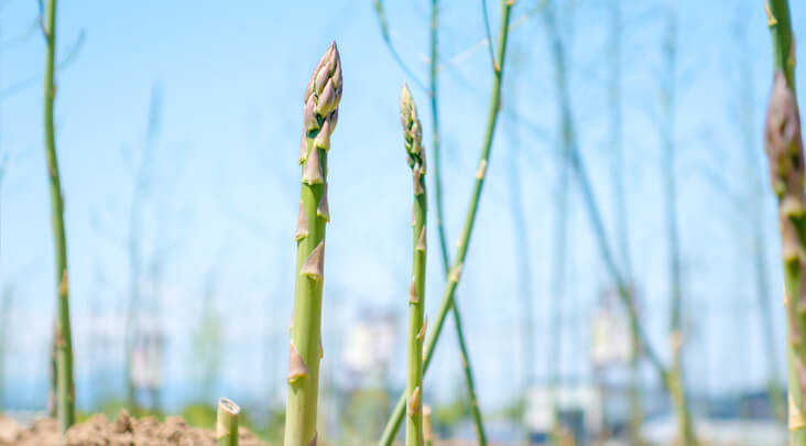 アスパラガス_「採りっきり栽培」専用肥培管理ナレッジベース株式会社PsEco ピーエスエコ