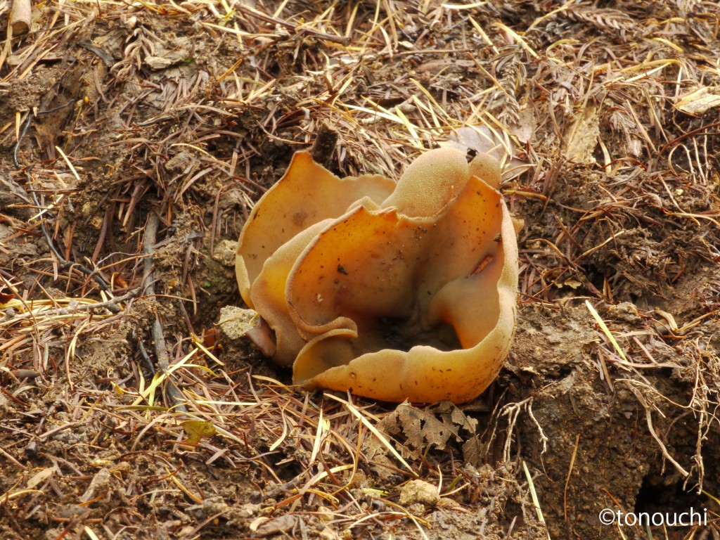 キンチャワンタケ