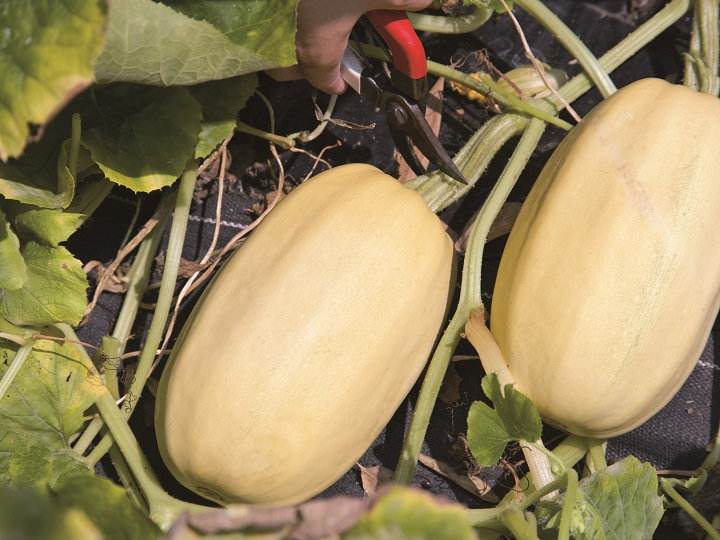 カボチャ 南瓜・かぼちゃ の育て方・栽培方法野菜の育て方・栽培方法