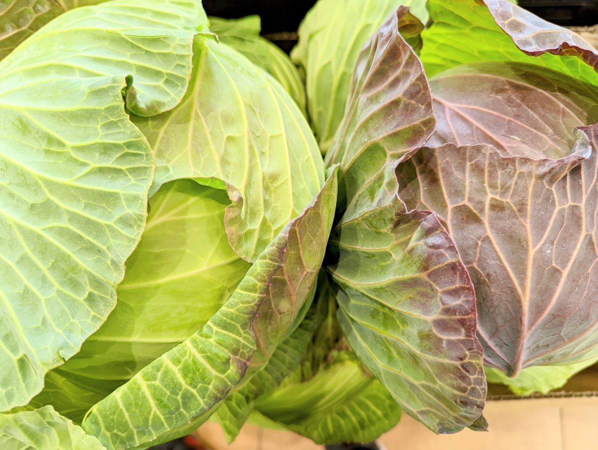 夏休みの家庭実験～赤キャベツを使って実験をしよう！～大阪健康安全基盤研究所