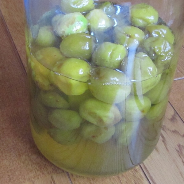 梅ジュース・シロップ はちみつ レシピ作り方・保存・飲み方