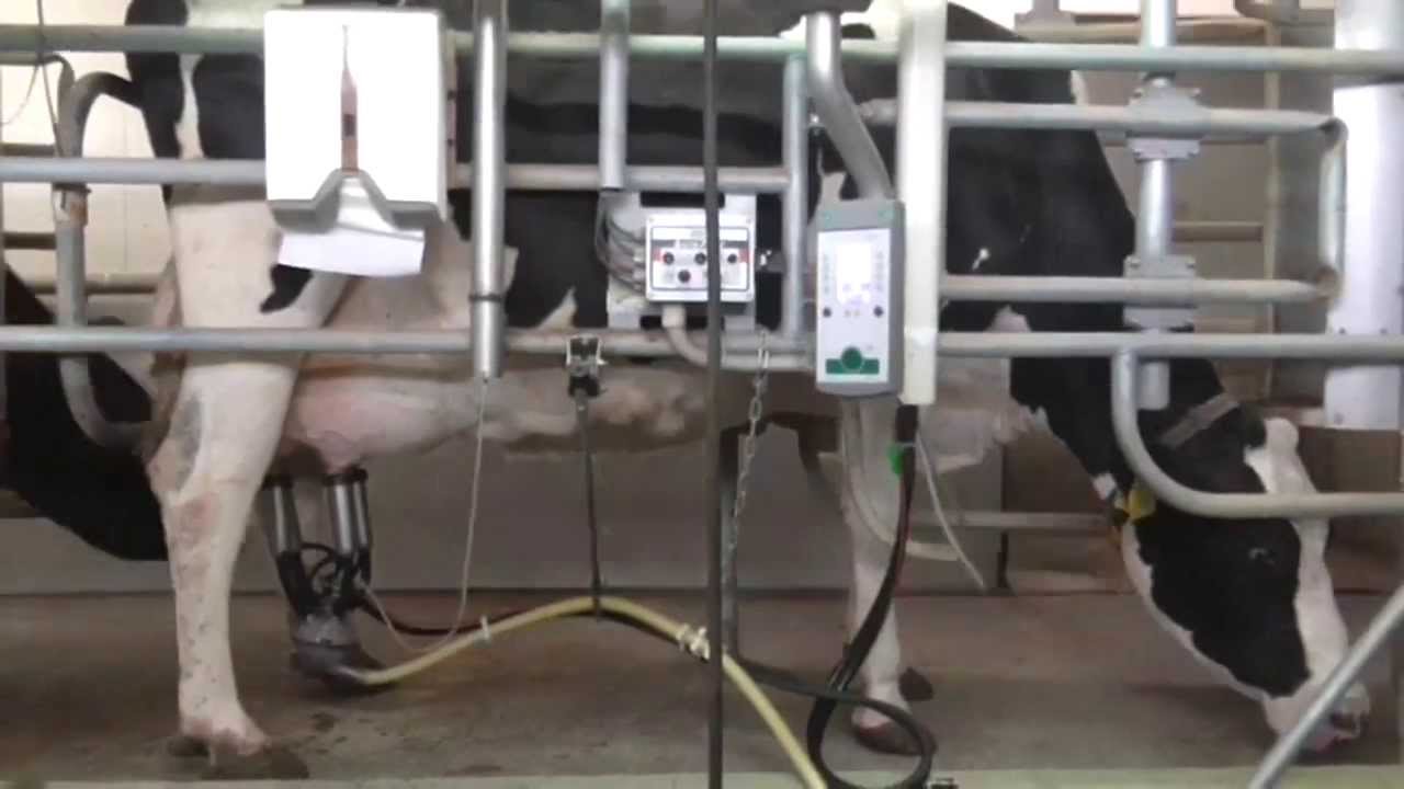 東毛酪農 低温殺菌 63℃30分 5本 ノンホモ 酪農家 牧場牛乳 搾り立て！ パスチャライズド牛乳 送料無料 : 街の牛乳屋さん - 通販 -Yahoo!ショッピング