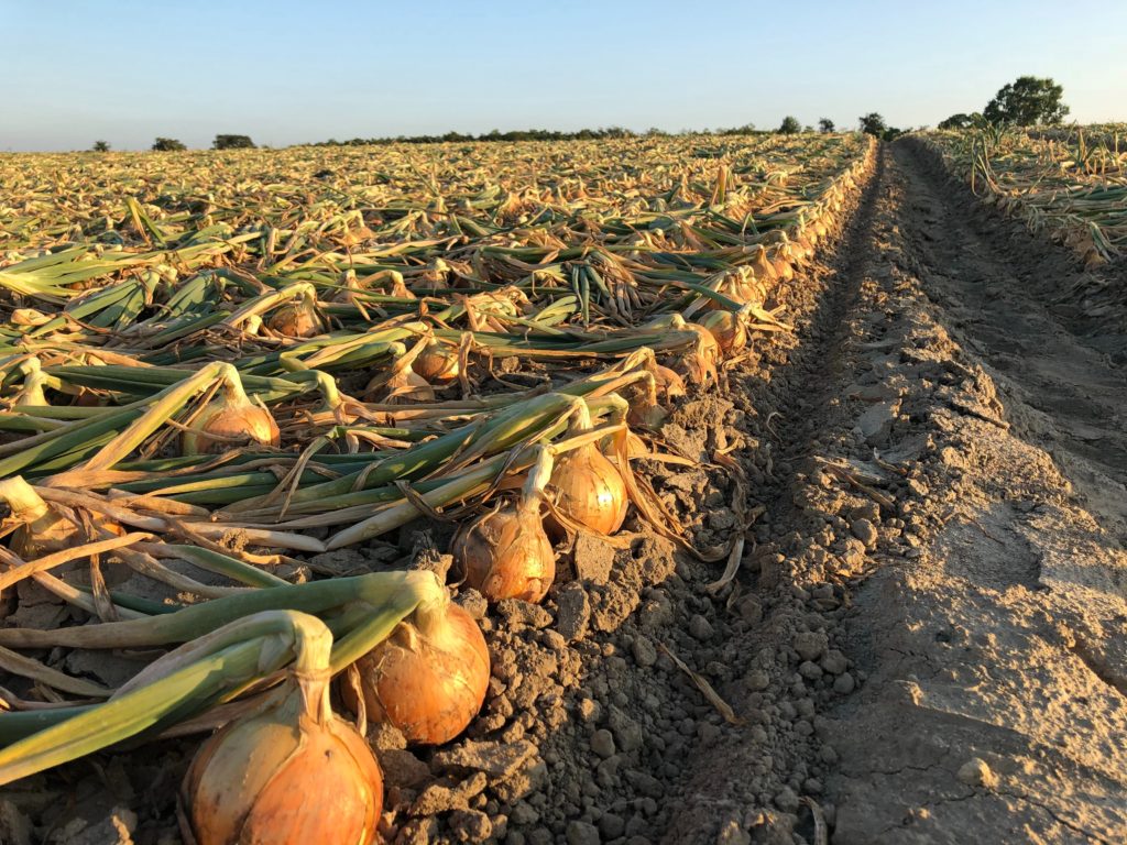 たまねぎ家政教育専攻 食物学研究室
