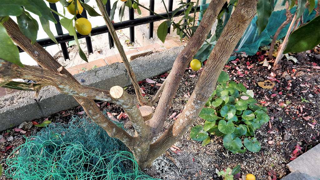 キンカンの剪定テクニックと注意点