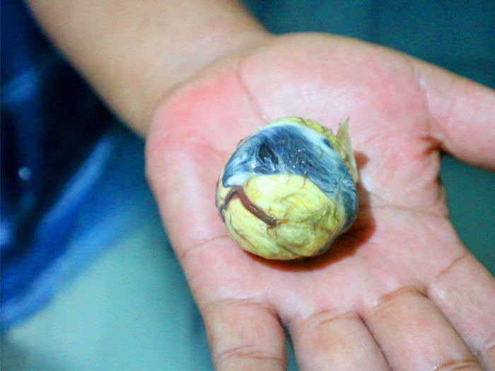 ストローを使って! ひよこのデコゆで卵