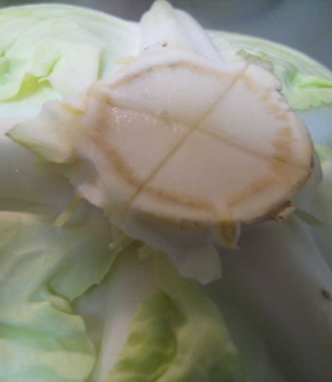 キャベツの＜作り置き＞1玉無駄なく使い切る「冷凍保存もOKのグリーンポタージュ」1 1介護ポストセブン