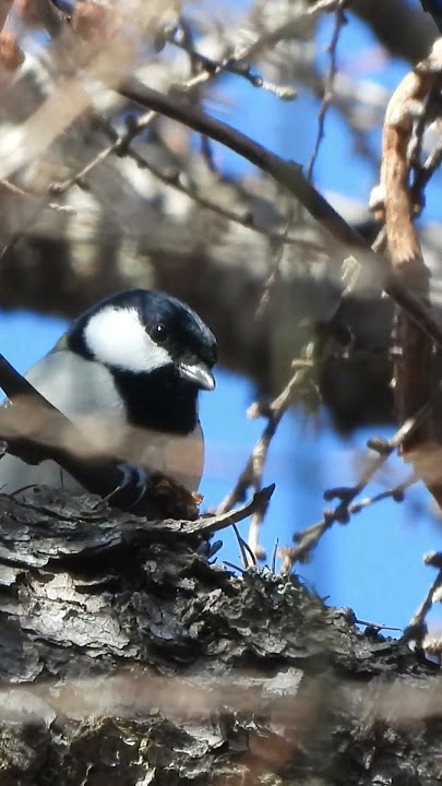 松ぼっくりと松の実 ブラジル料理の調味料として使用される典型的なナンヨウスギの種 。松の実、木の表面の典型的な冬の食べ物。Premium写真