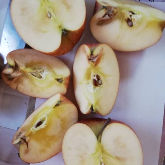 リンゴを腐らせるNG行為６つ！実践すべき効果的な保存テクニック – シュフーズ