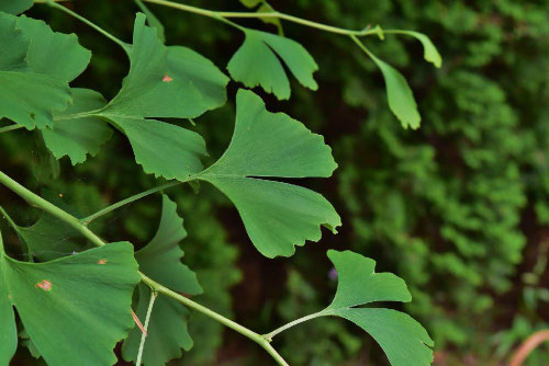 道端で拾った銀杏は食べれるのか！？銀杏の食べ方と処理方法をご紹介！ - 賃貸アパートと日々の生活