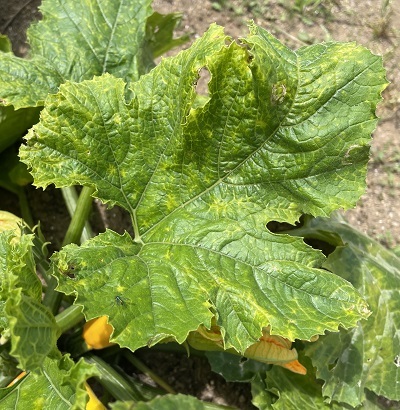 ズッキーニにモザイク病が発病！残念ながら撤収決定です子供と楽しむ！たかみん菜園ライフ