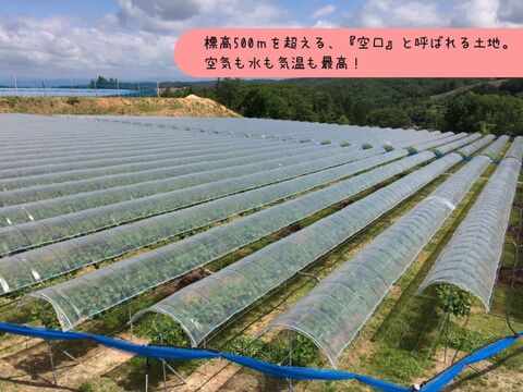 約2㎏ 「空の雫」種無し！シャインマスカット 4～5房入り お届け時期10月受付順 ：広島県産のシャインマスカット食べチョク産地直送 産直 お取り寄せ通販 - 農家・漁師から旬の食材を直送