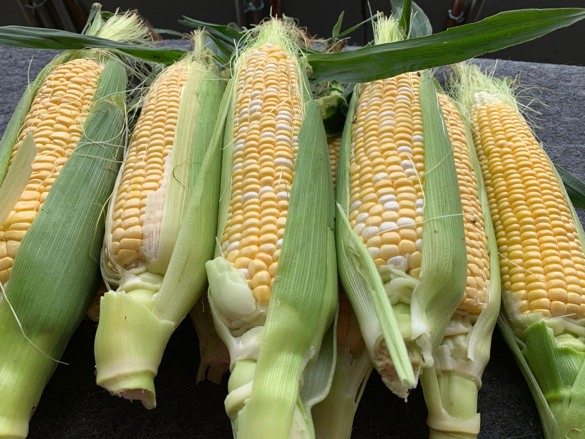 フリーイラストとうもろこしと粒パブリックドメインQ:著作権フリー画像素材集