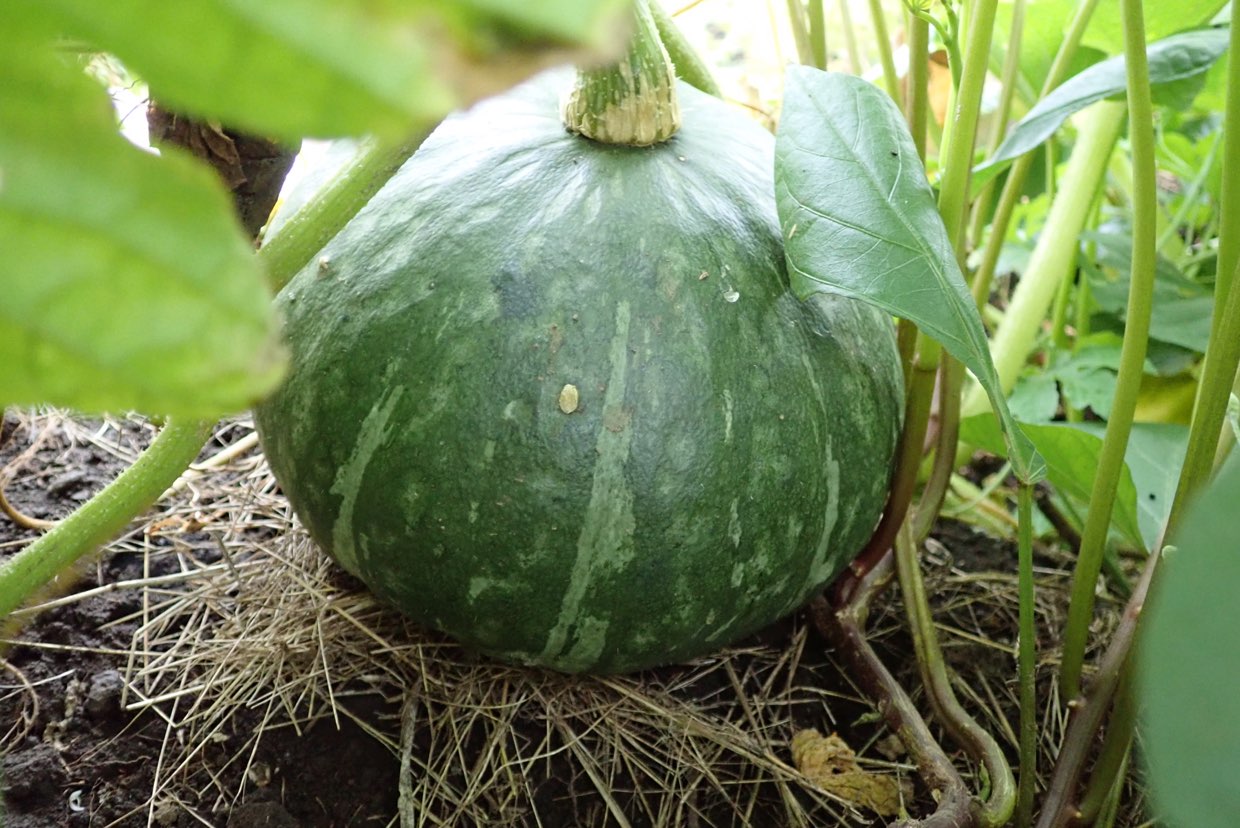 菜園ナビ家庭菜園ナビゲータ