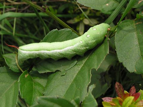 コスズメ幼虫飼育日記① ヤブガラシについた卵から出てきたのはコスズメガだったもみのゆるっと自由研究な日々