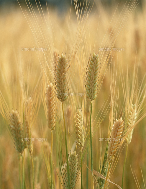 六条大麦の写真素材写真素材なら「写真AC」無料 フリー ダウンロードOK