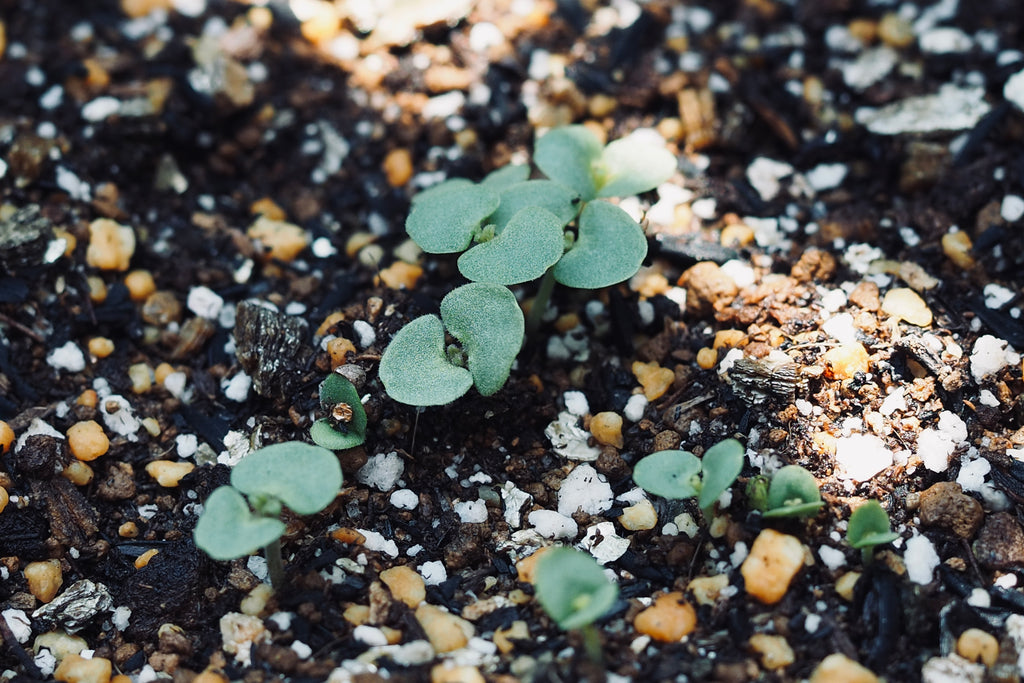 シソの育て方・栽培方法植物図鑑みんなの趣味の園芸 NHK出版