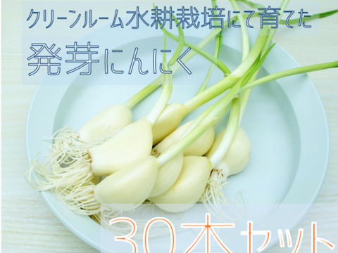 5月31日 土にんにく 収穫しました！ 貴重な国産にんにく しかも！もちろん 秋川牧園でそだてているので 農薬化学肥料は使っていません 収穫後余分な葉や茎、根っこを処理して 日陰で干して、保存性を高めます 車で側を通っただけでも ふわっとにんにくのかおりが