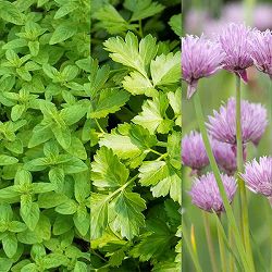 オレガノ薬香草園ハーブ図鑑生活の木：ハーブやアロマなど自然の恵みを活かし、ウェルネス＆ウェルビーイングなライフスタイルをお届け