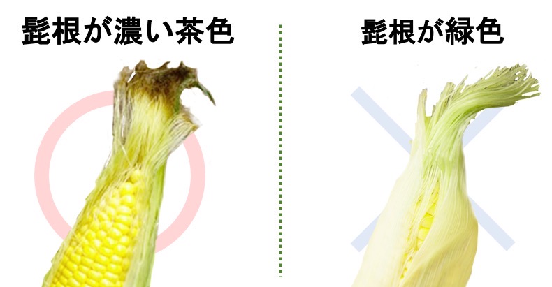 北海道民おススメ♪とうもろこしはお手軽レンジ加熱で5分♡&おいしい見分け方🌽 - 北海道のだいどころ